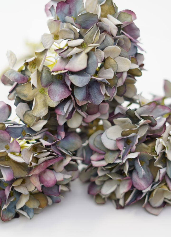 Hortensia Oud Blauw - Afbeelding 2