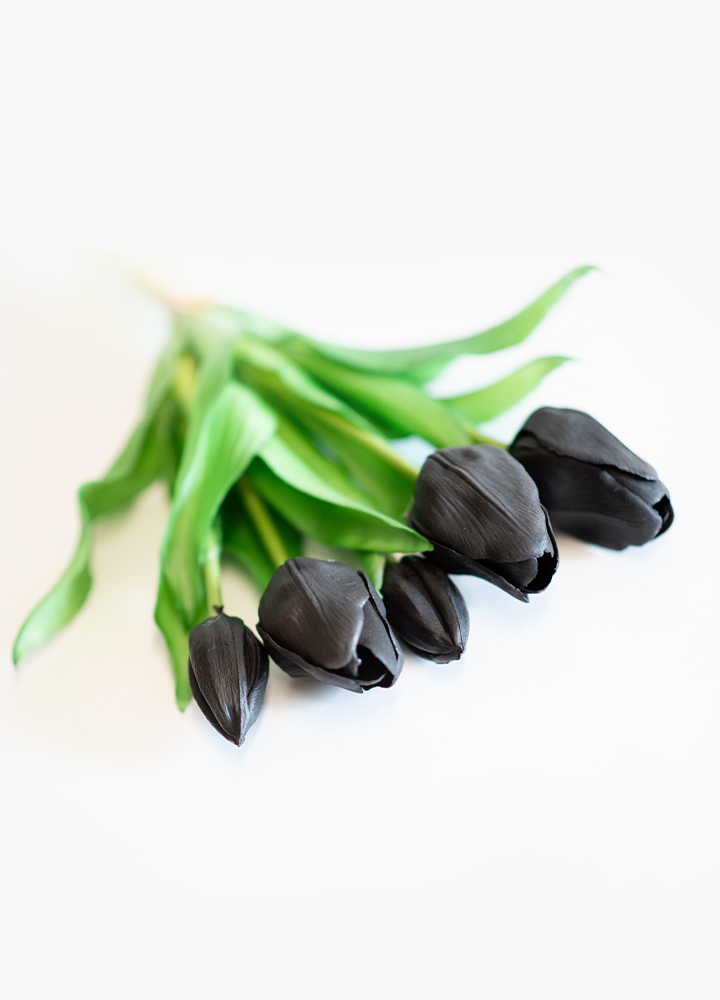 sib-zwarte-tulpen