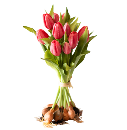 Bloemen