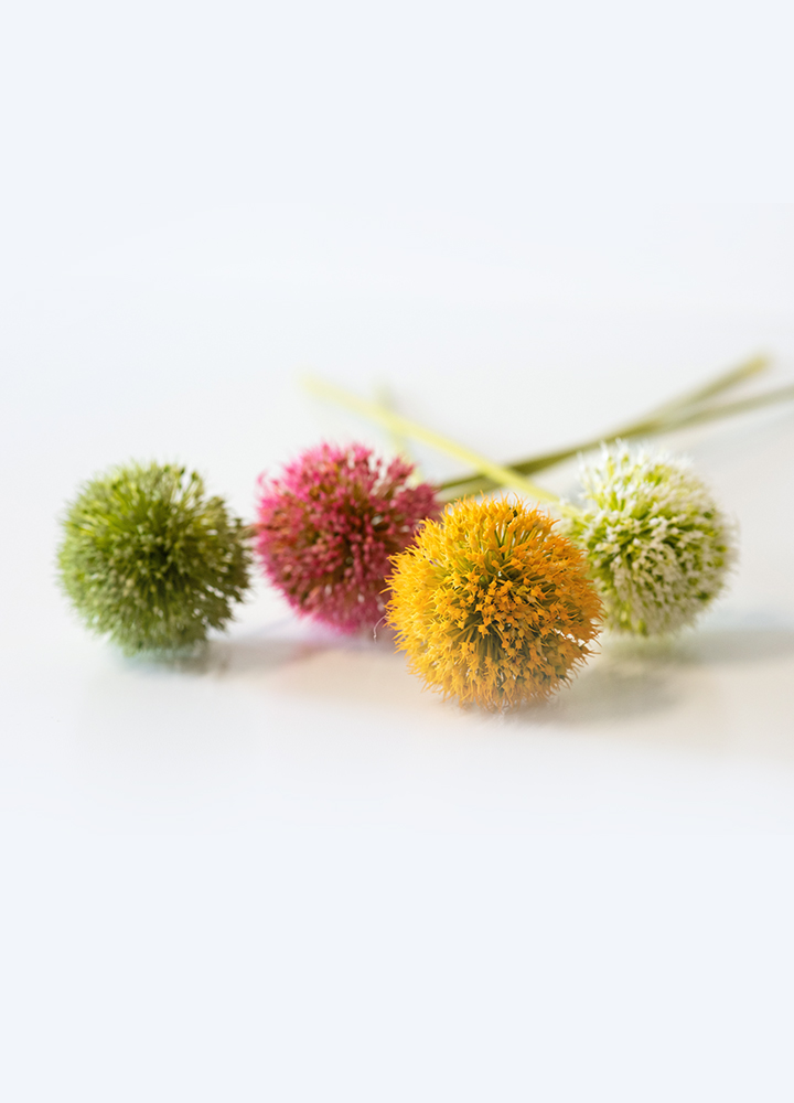 sib-alliumbollen-sfeer