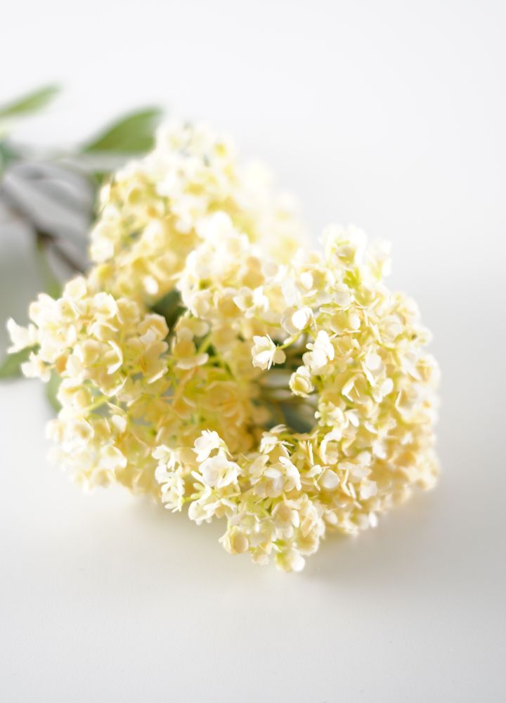 sib-hydrangea-spray-creme