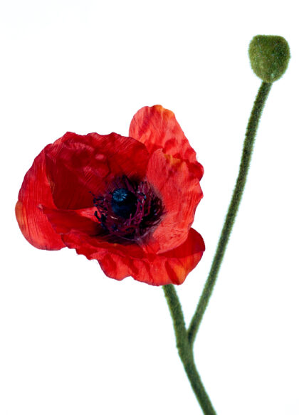 sib-grote-papaver-rood-nw