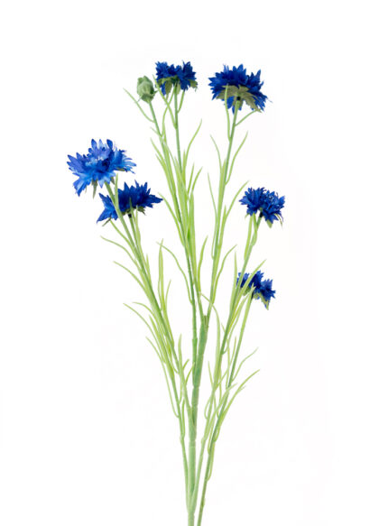 sib-korenbloem-blauw-nw