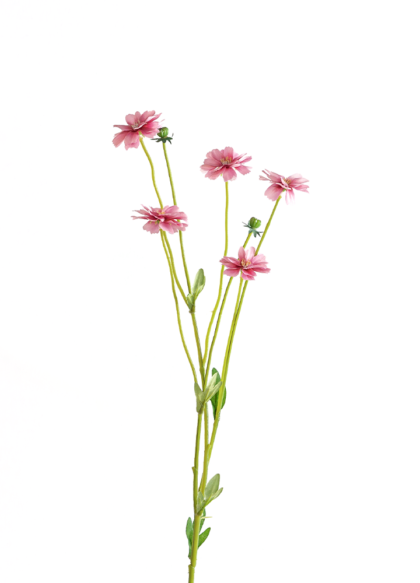 sib-roze-centaurea-nw