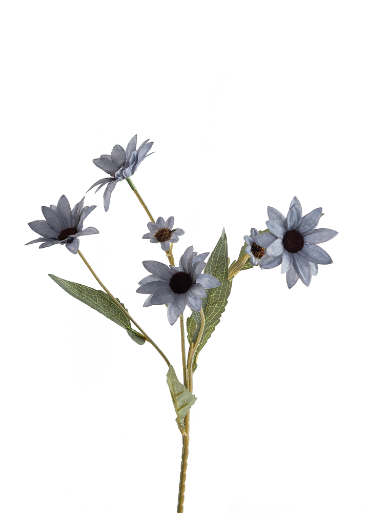 sib-echinacea-blauw-nw