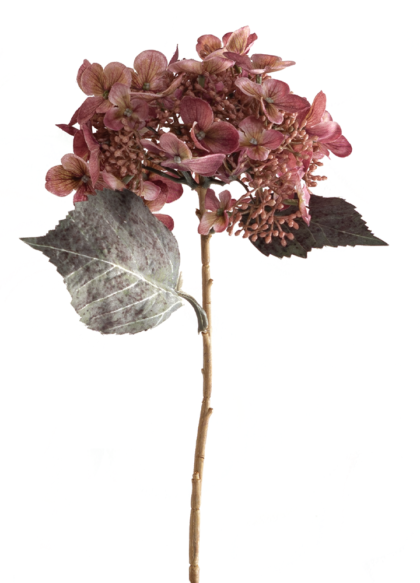 sib-oud-roze-hydrangea-nw