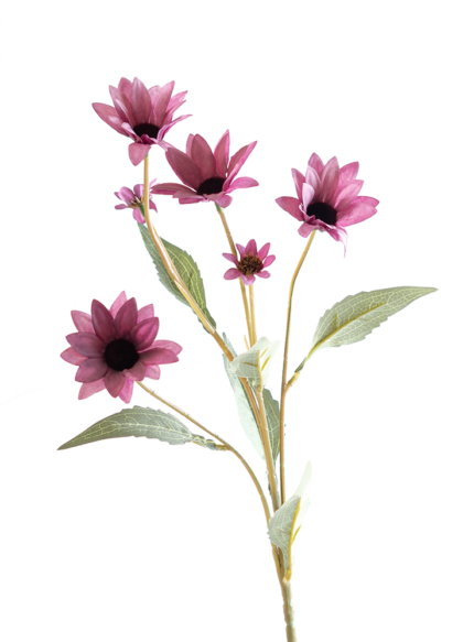 sib-echinacea-roze-nw