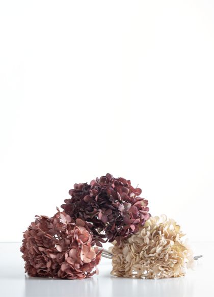 sib-kleine-oude-hortensia-3kleuren-nw