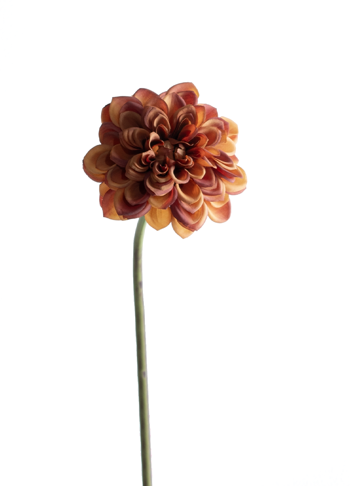 sib-koffiekleurige-dahlia