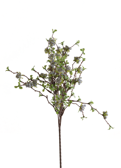 sib-ceanothus--blauw-nw