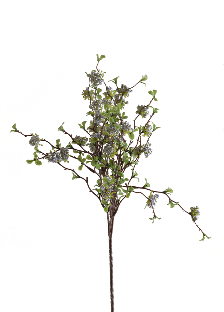 sib-ceanothus--blauw-nw