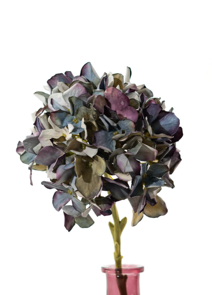 sib-hortensia-oud-blauw-nw