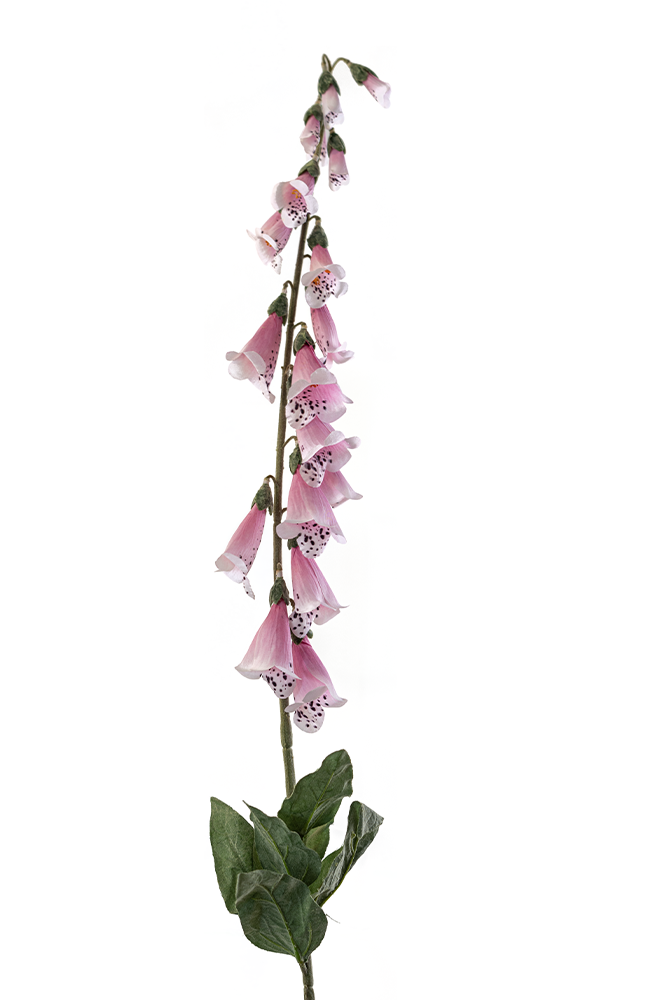 sib-vingerhoedskruid-roze-nw