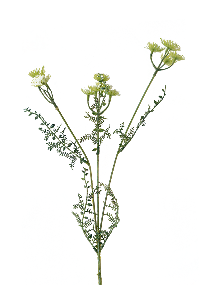 sib-achillea-wit-nw