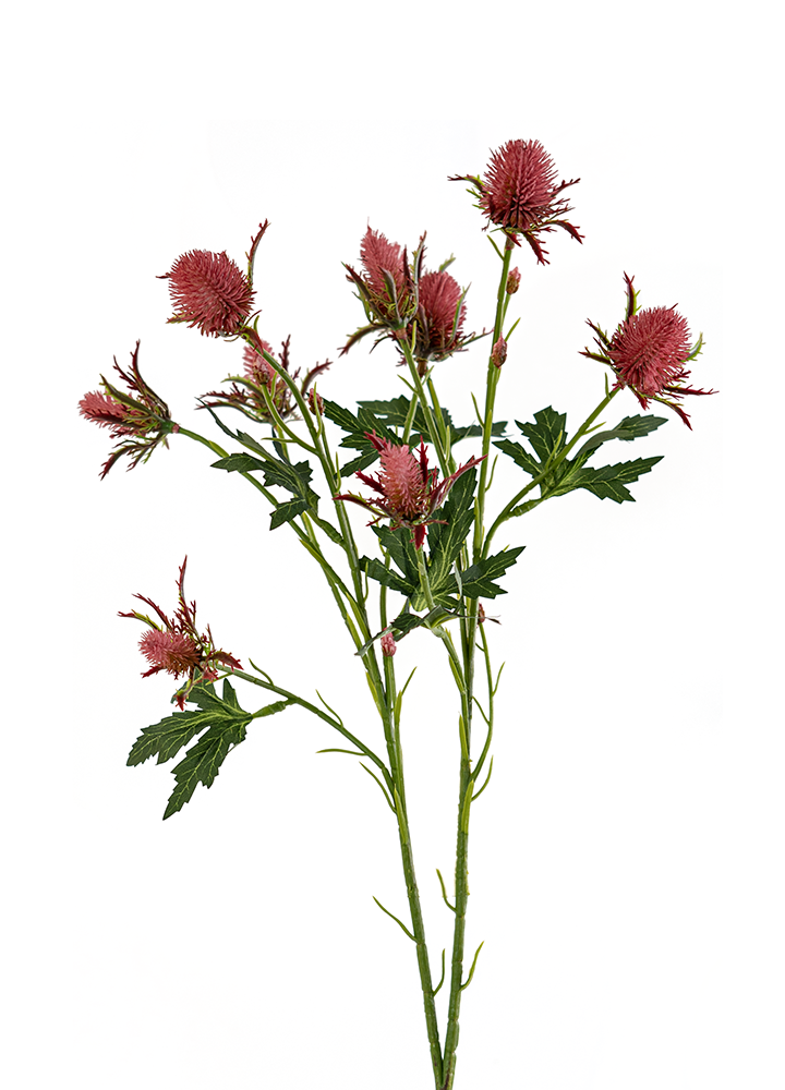 sib-zeedistel-rood-nw