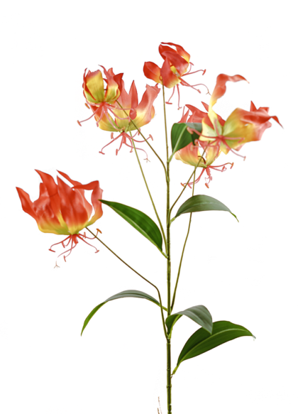 sib-gloriosa-spray-rood
