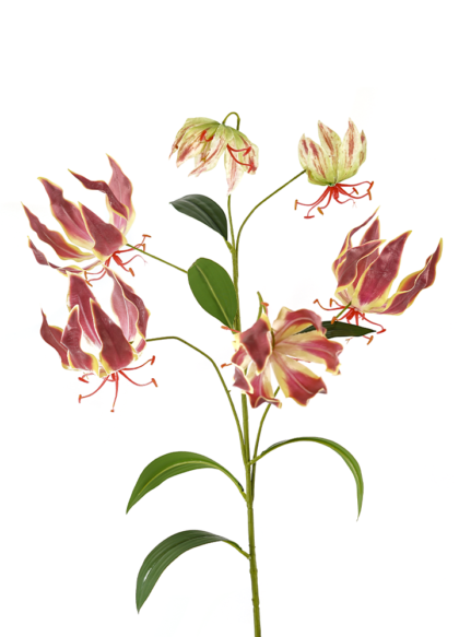 sib-gloriosa-spray-roze