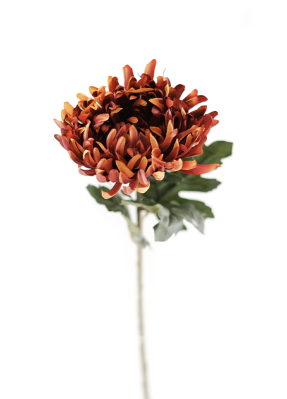 chrysanthemum-diep-rust