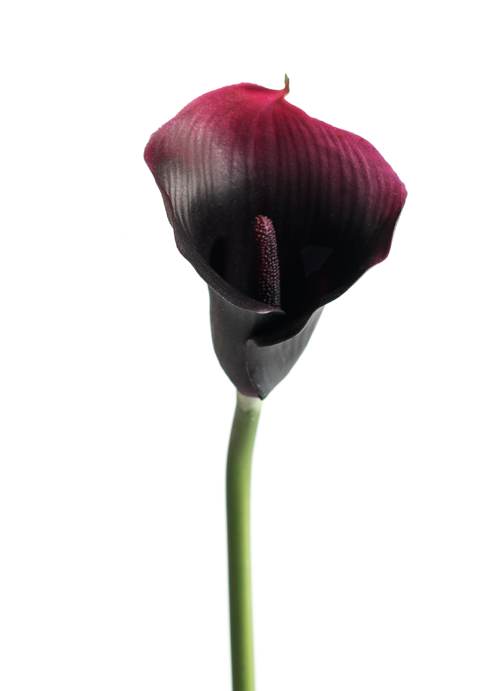 sib-calla-purpura