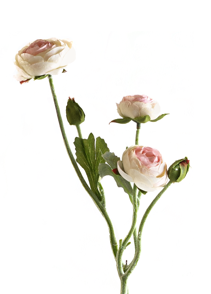 sib-creme-roze-ranonkel