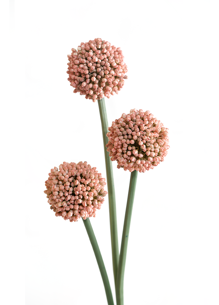 sib-3-prachtige-allium-bollen
