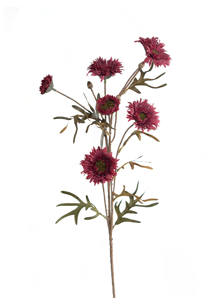 sib-chrysantheum-diep-rood-paars