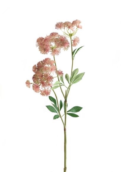 sib-daucus-carota