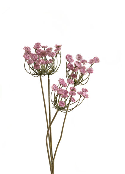 sib-anethum-roze