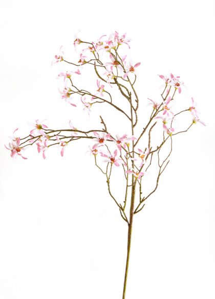 sib-ster-magnolia-roze-nw