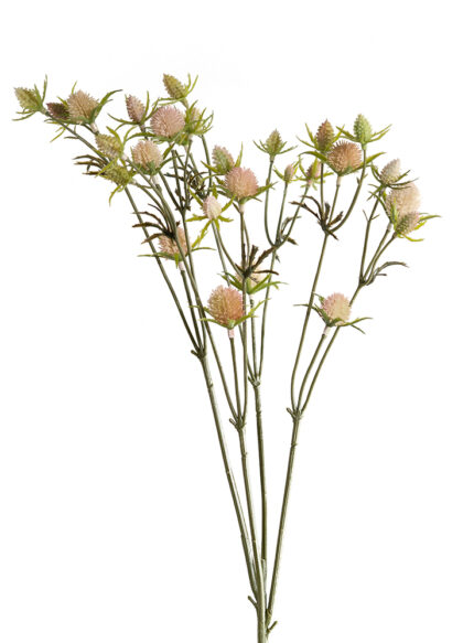 sib-roze-distel-new