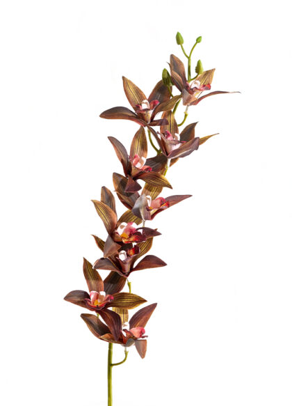 sib-star-cymbidium-new