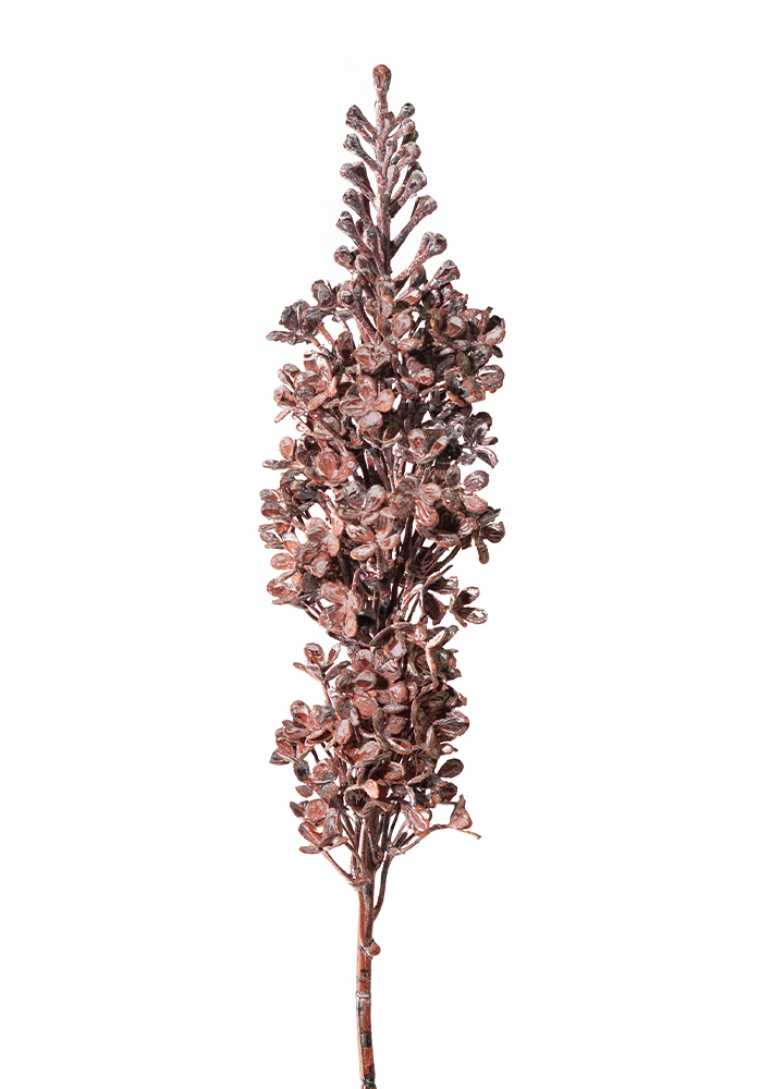 sib-viburnum-roest-grijs-new