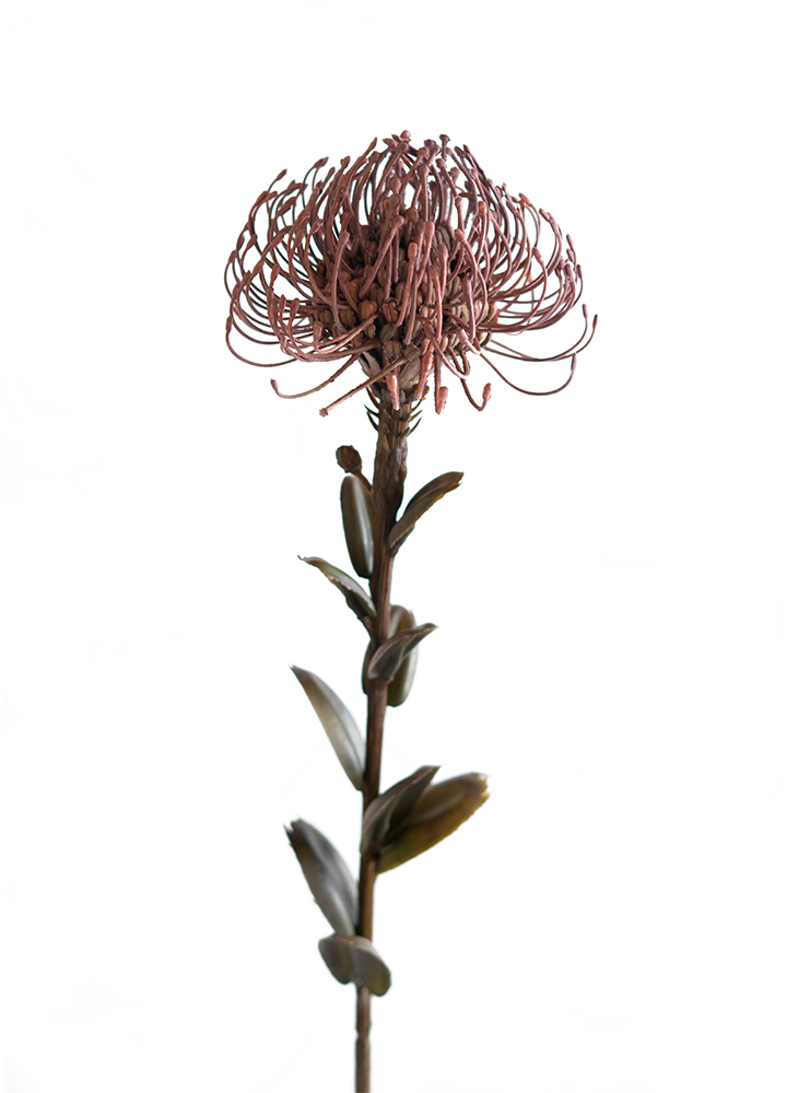 sib-protea-roze-new