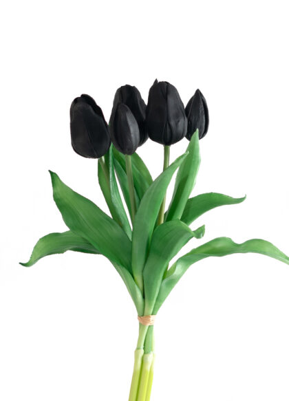 sib-zwarte-tulpen-new