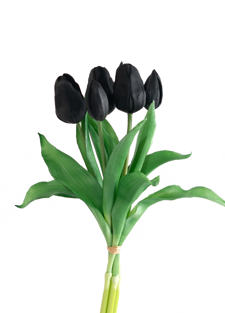 sib-zwarte-tulpen-new