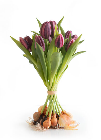 sib-tulpenschoof-plum