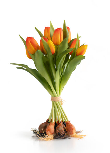 sib-tulpenschoof-oranje