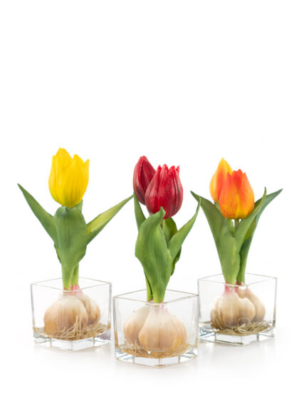 sib-ruysdael-tulp-alle-kleuren