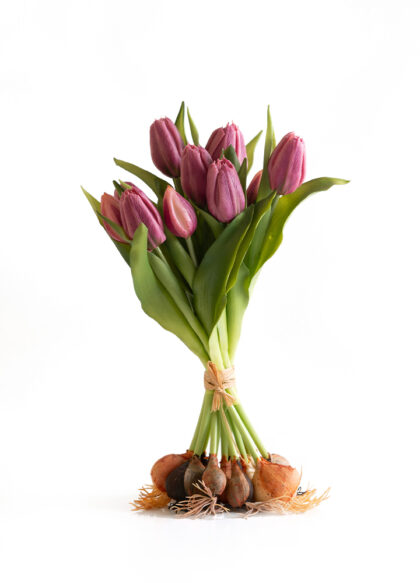 sib-tulpenschoof-pink