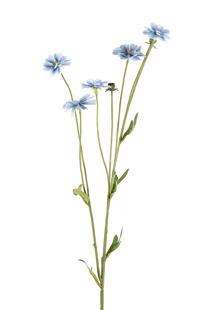 sib-centaurea-blauw