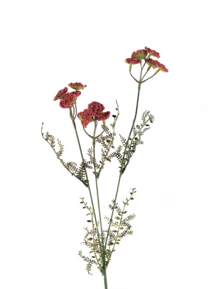 sib-achillea-roze-nw