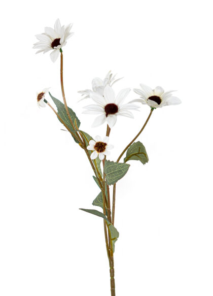 sib-echinacea-wit-nw