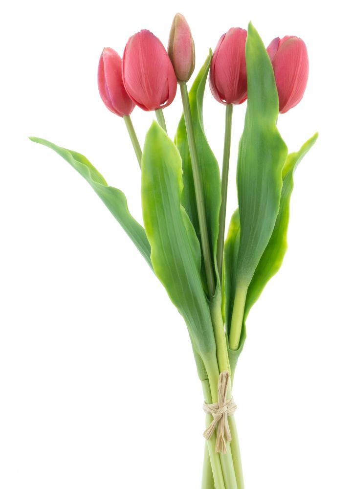 sib-holland-sally-fuchsia