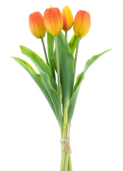sib-holland-sally-oranje