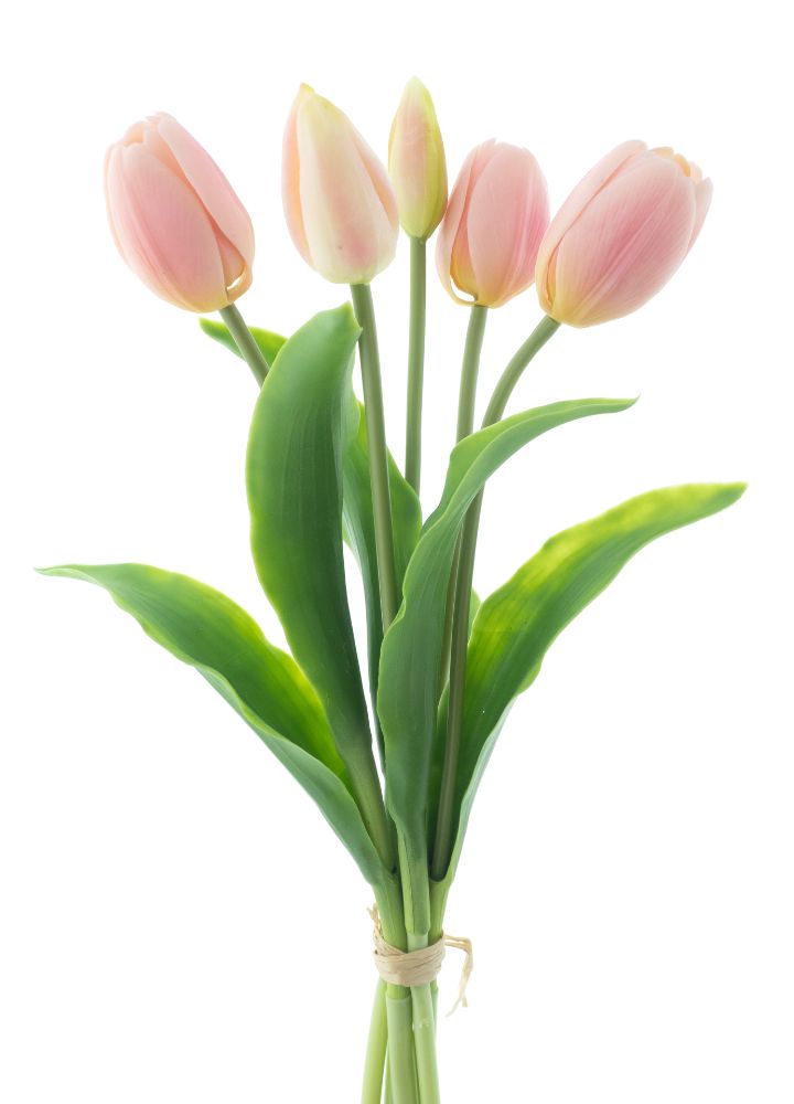 sib-holland-sally-roze