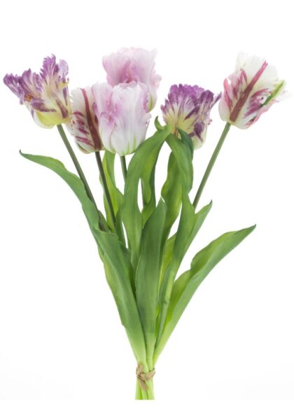 sib-parrot-sally-combo-lavendel