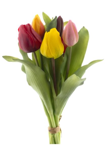 sib-vermeer-tulp-mixed