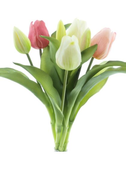 sib-vermeer-tulp-roze-creme