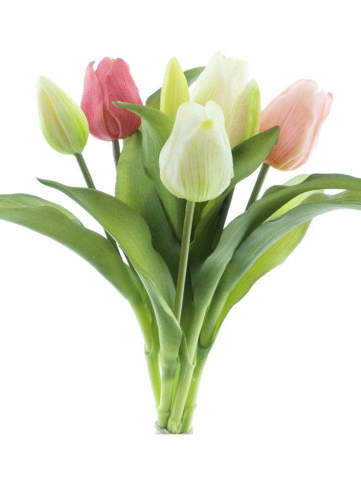 sib-vermeer-tulp-roze-creme