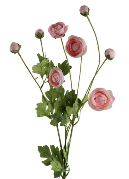 ranonkel-multi-roze
